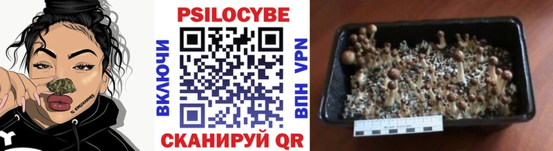где купить Нерюнгри Псилоцибиновые грибы прущие грибы